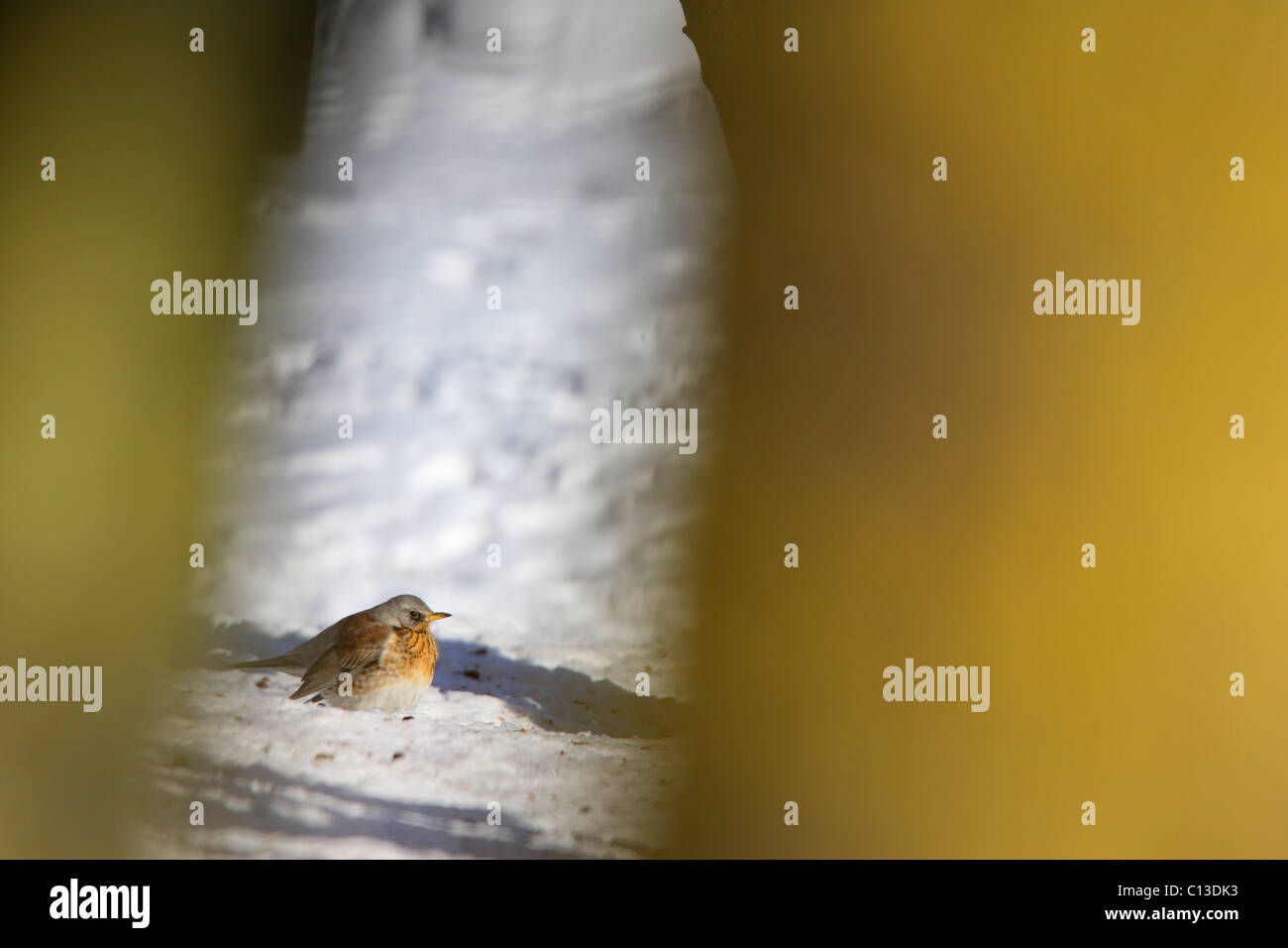 Peeking colpo di Allodole Cesene Beccacce (Turdus pilaris) sulla neve. Foto Stock