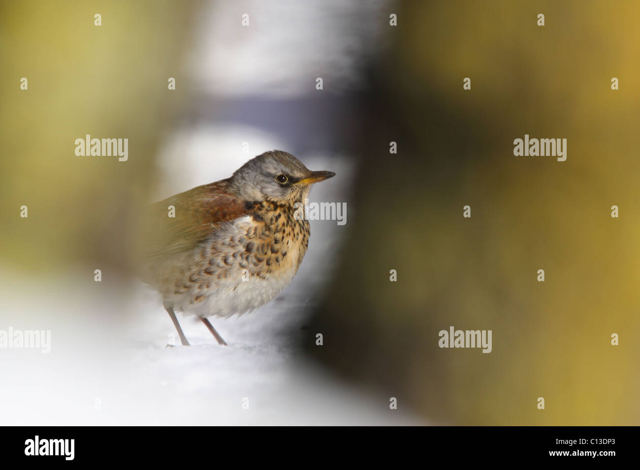 Allodole Cesene Beccacce (Turdus pilaris) Foto Stock