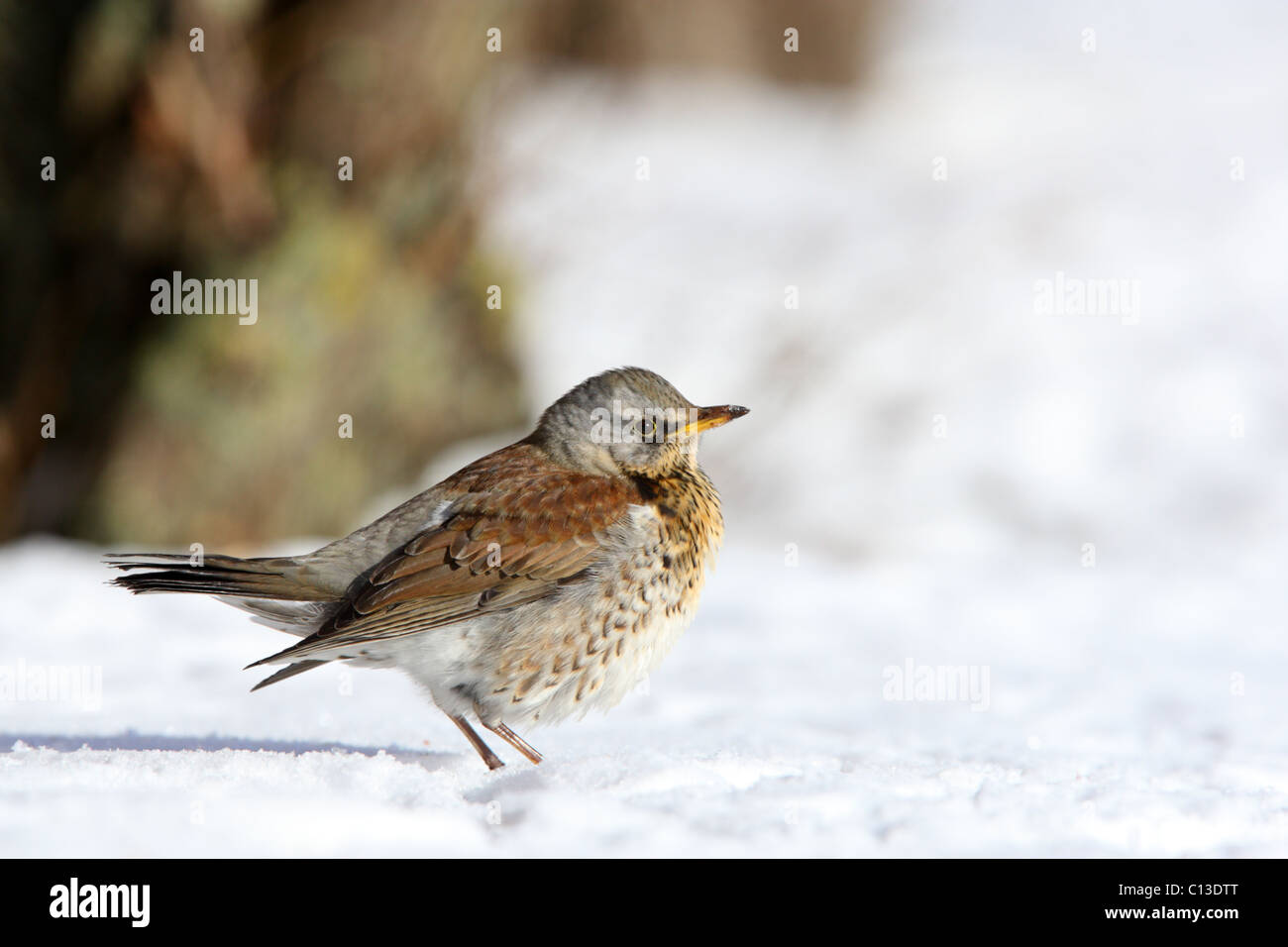Allodole Cesene Beccacce (Turdus pilaris) permanente sulla neve. Foto Stock