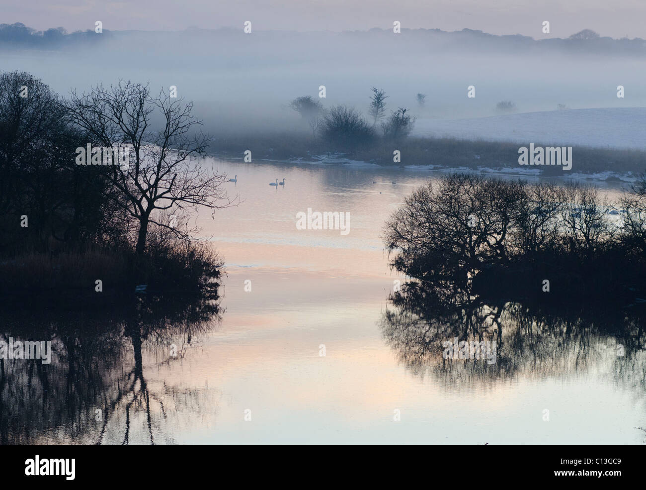 Tre cigni Whooper nuotare sul fiume Dee su Threave station wagon, Galloway tra le isolette nella foschia al tramonto con tree sillhouettes Foto Stock