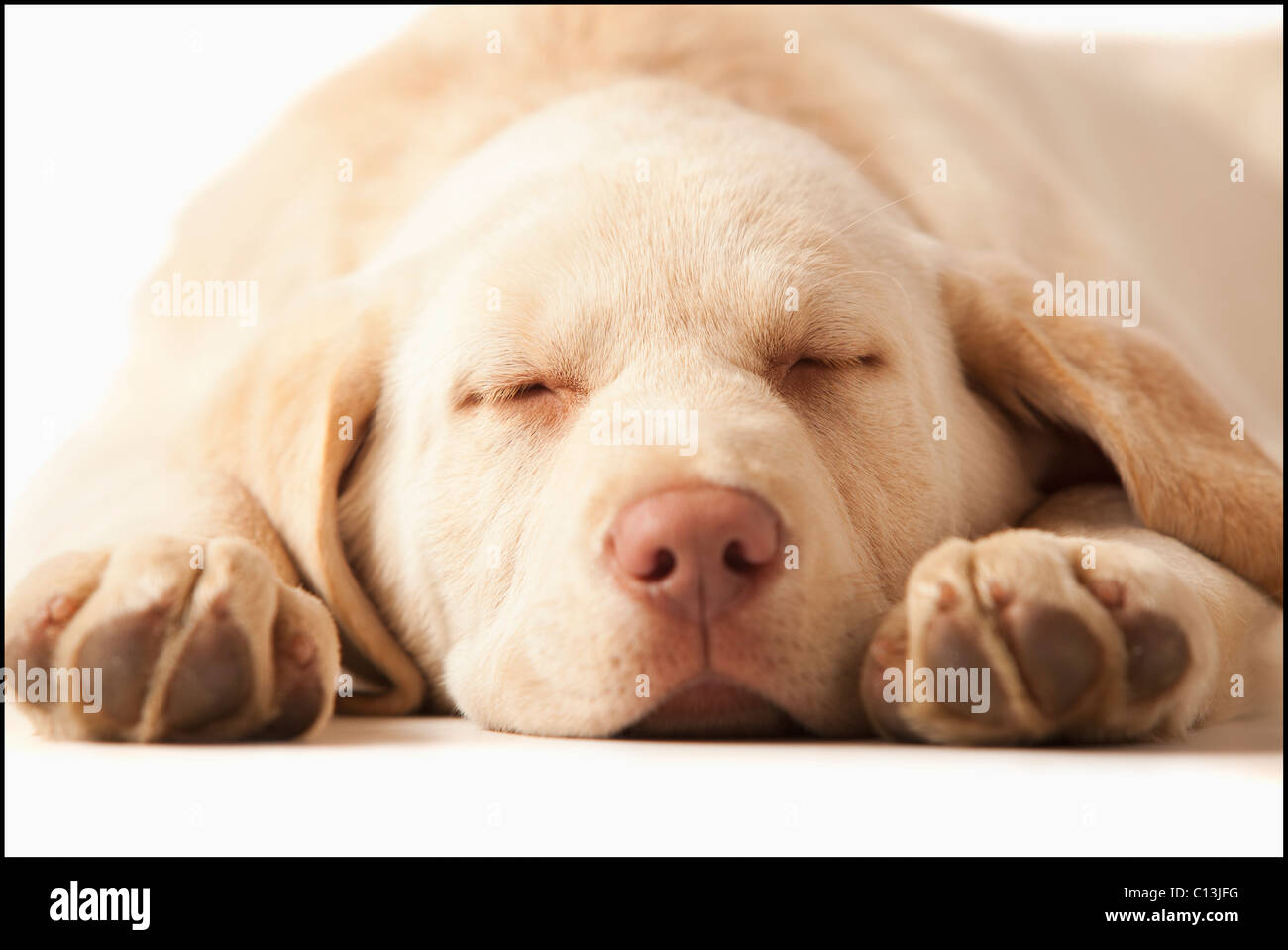 Ritratto in studio di giallo Labrador Retriever Foto Stock