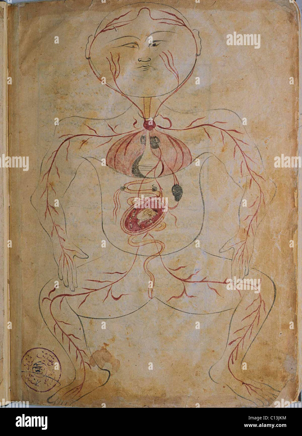 Una donna in stato di gravidanza, da MANSUR'S ANATOMY, creato dal persiano di studioso e di medico, Mansur ibn Ilyas (ca. 1370-1423). La figura mostra le arterie, organi interni quali fegato, stomaco, milza e reni. Il feto è in violazione di posizione e attaccata al cuore da una arteria. Copia completata da Hasan ibn Ahmad, lavorando in Isfahan, nel 1488. Foto Stock