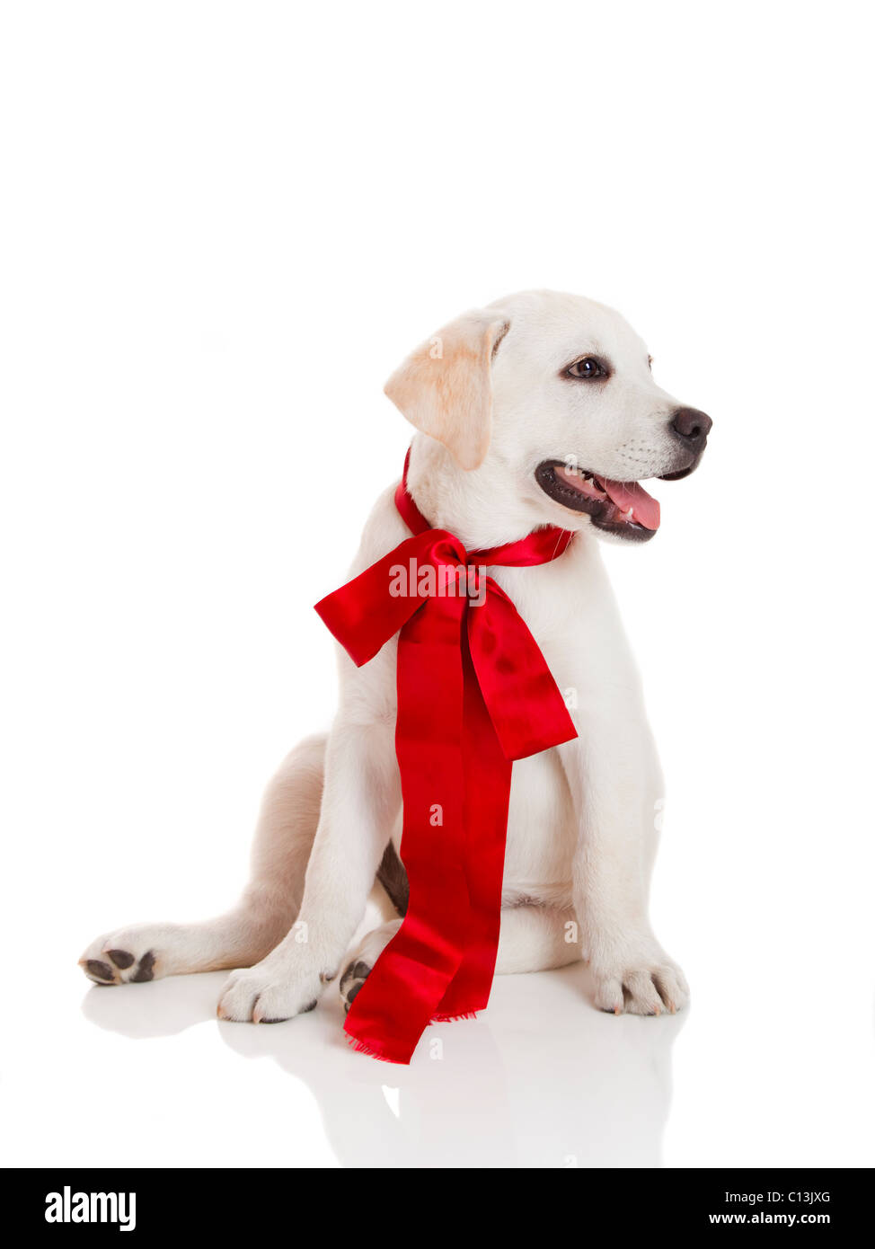 Adorabili labrador retriever cucciolo indossando un raso rosso in pizzo, isolato su bianco Foto Stock