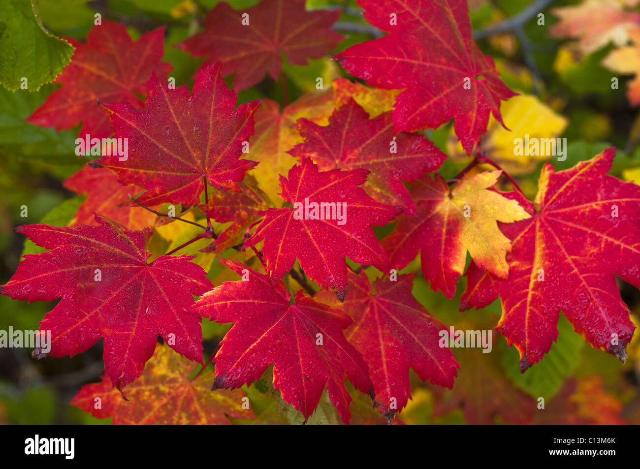 Stati Uniti d'America, Oregon, Marion County, vite foglie d'acero Foto Stock