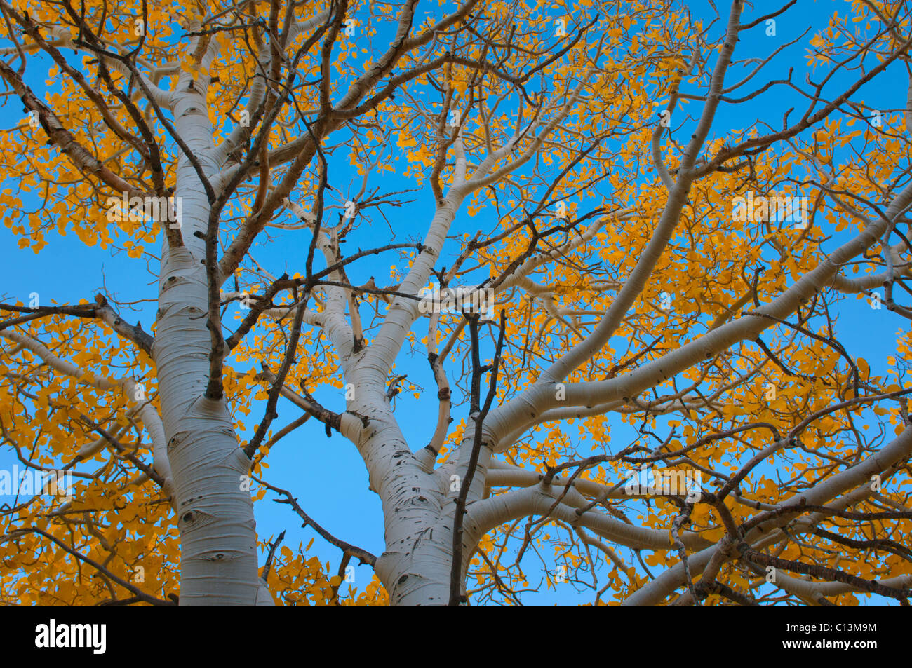 Stati Uniti, California, Mono County, Aspen Tree contro il cielo chiaro Foto Stock