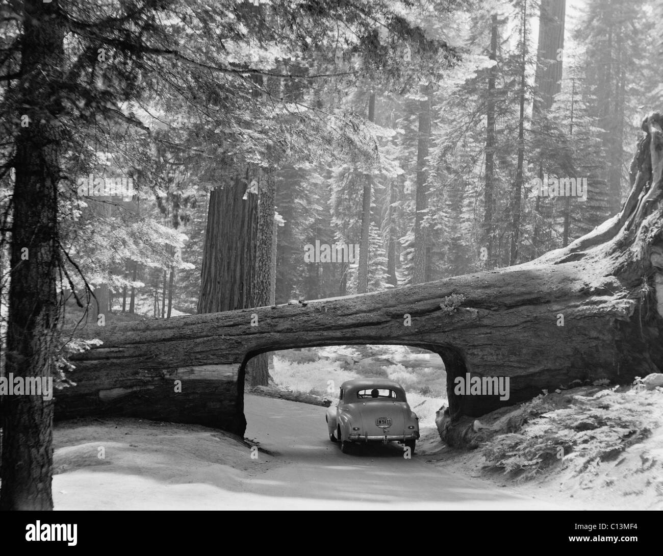 Car guida attraverso la via di passaggio in un albero caduto nel Parco Nazionale di Sequoia Settembre 1957. LC-DIG-matpc-23254 Foto Stock