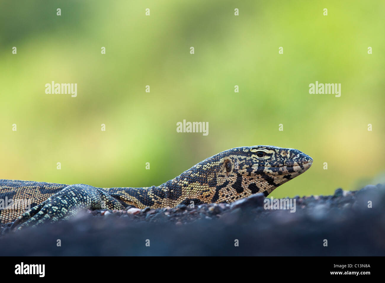 Monitor del Nilo (Varanus Nilotictus). In un alveo. Foto Stock