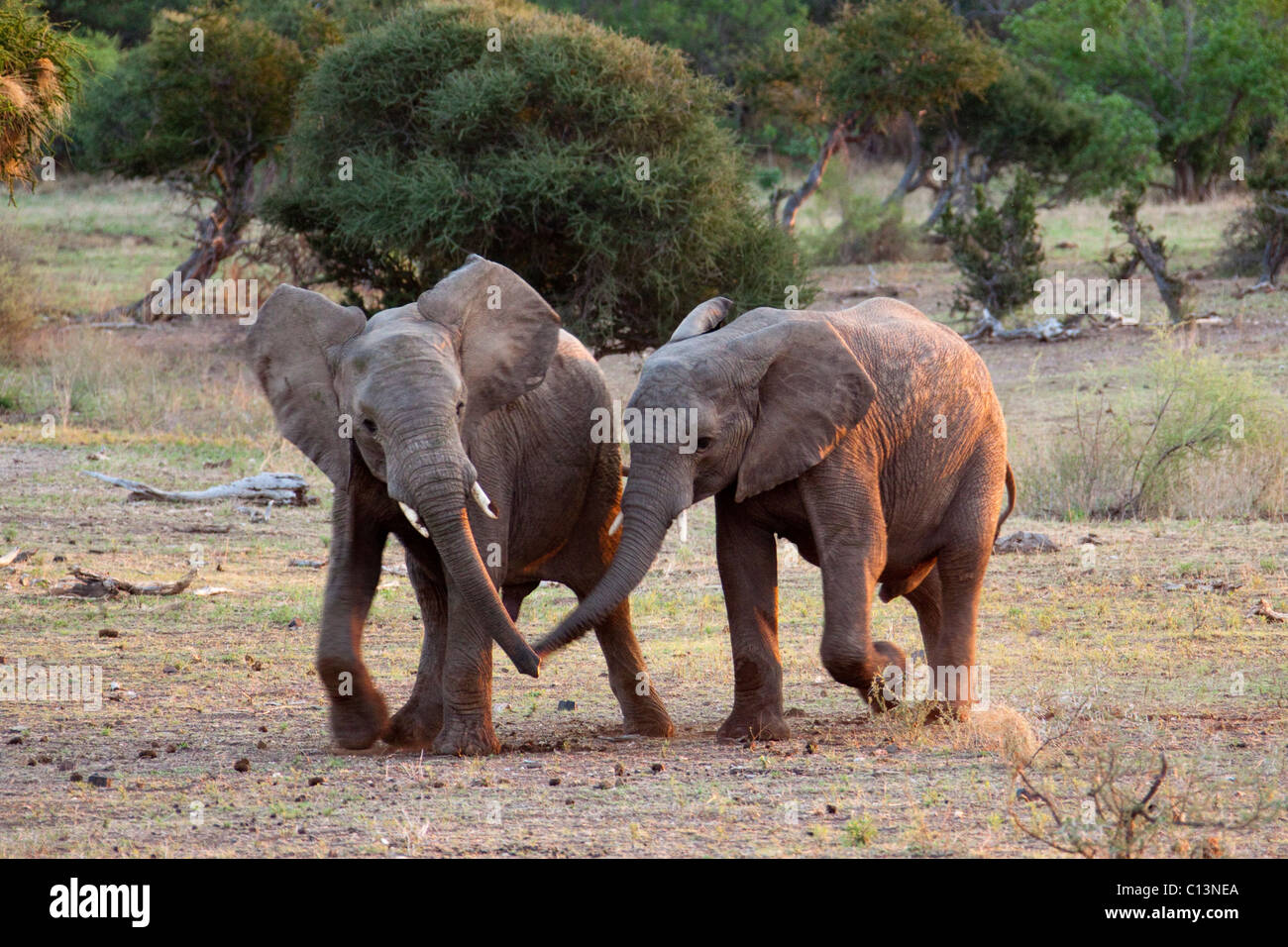 Elefante africano (Loxodonta africana). Due elefanti immaturi toccando reciprocamente le linee dopo la riproduzione. Foto Stock