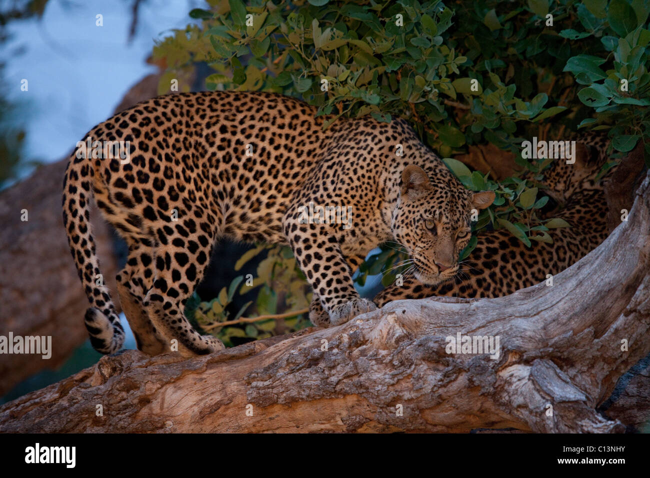 African Leopard (Panthera Pardus Pardus). Foto Stock