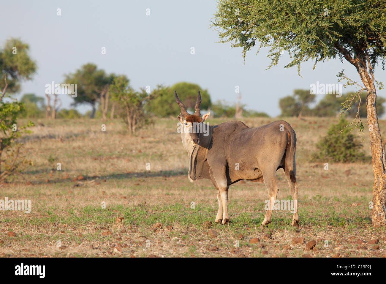 Eland (Taurotragus oryx). Riserva di Mashatu. Foto Stock
