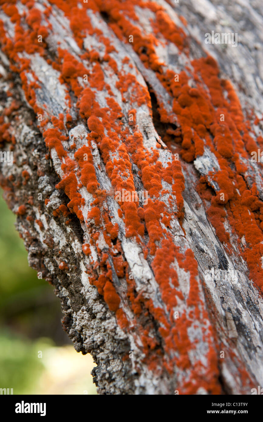 Punto Lobos membro riserva vicino Carmelo, California; 'Verde' di alghe che crescono su albero Foto Stock