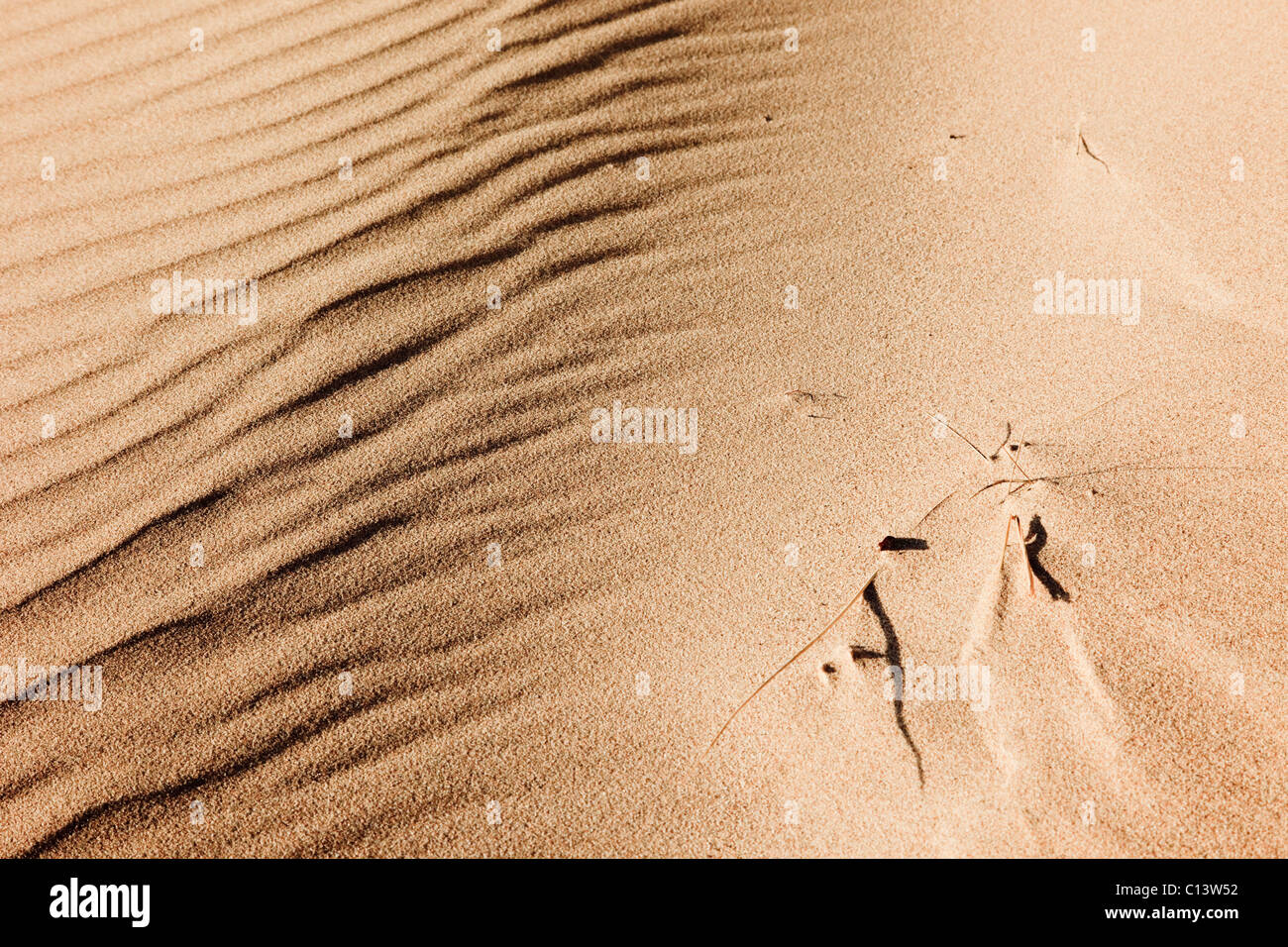Vento naturale patterns in dune di sabbia su una spiaggia di sabbia dettaglio Foto Stock