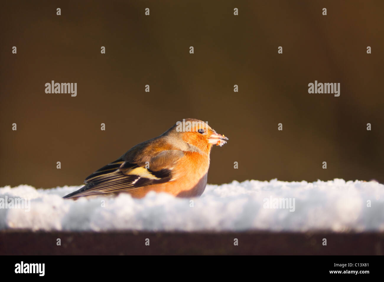Maschio (fringuello Fringilla coelebs) su un Regno Unito tabella degli uccelli in inverno la neve Foto Stock