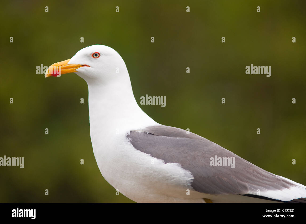 Un close up ritratto di un Gabbiano Aringa ( Larus argentatus ) nel Regno Unito Foto Stock