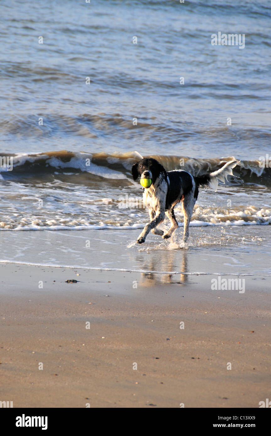 Cane giocando con una palla sulla spiaggia Foto Stock