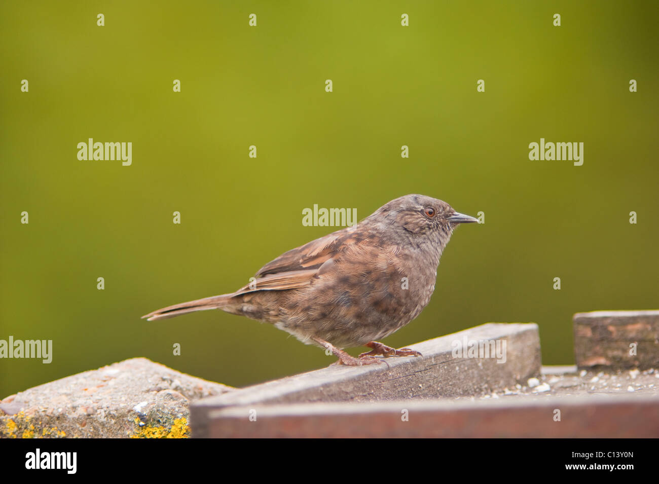 Un Dunnock su una tabella di uccelli in un giardino del Regno Unito (Prunella modularis) Foto Stock