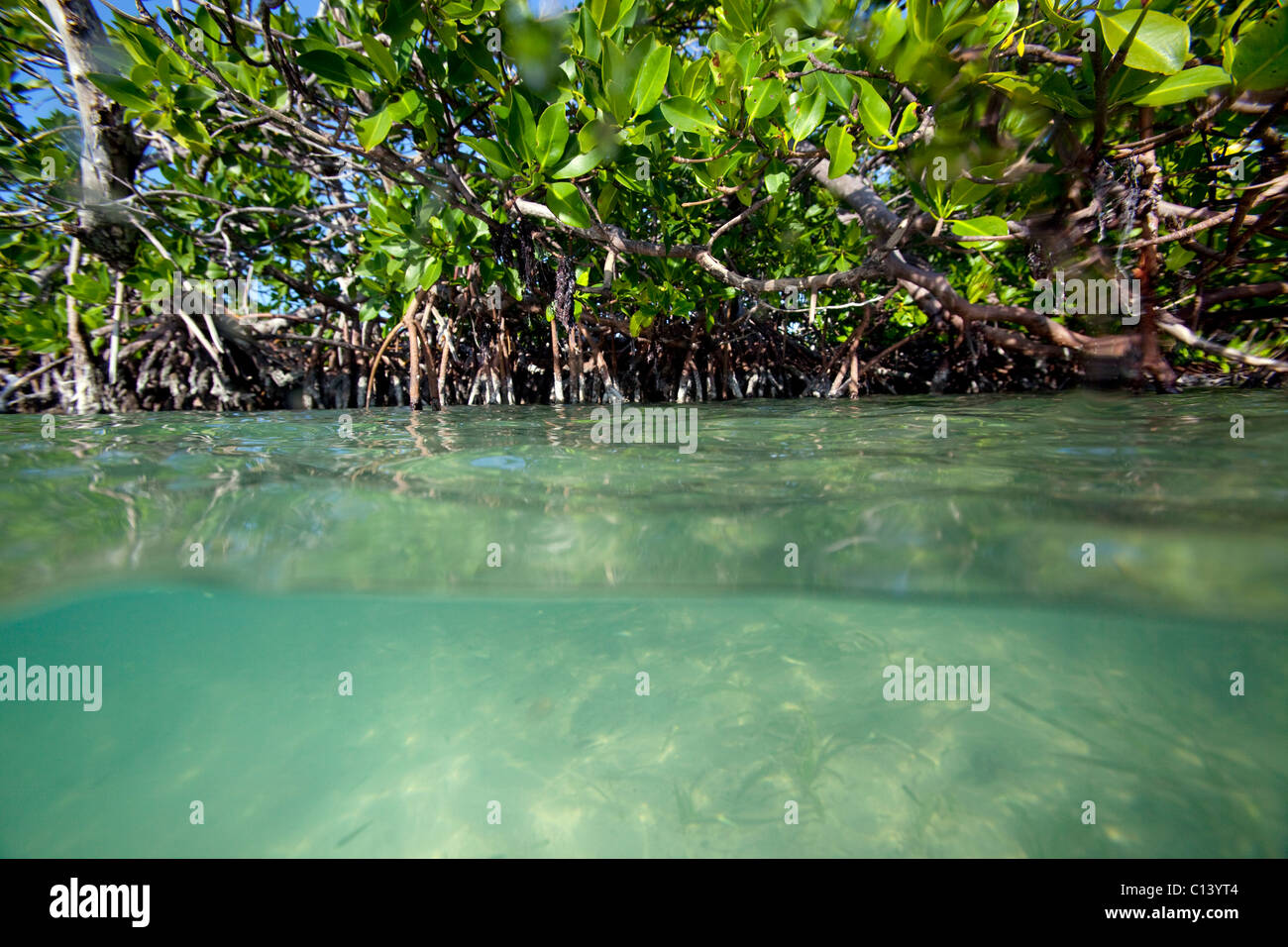 Split-vista di una foresta di mangrovie Foto Stock