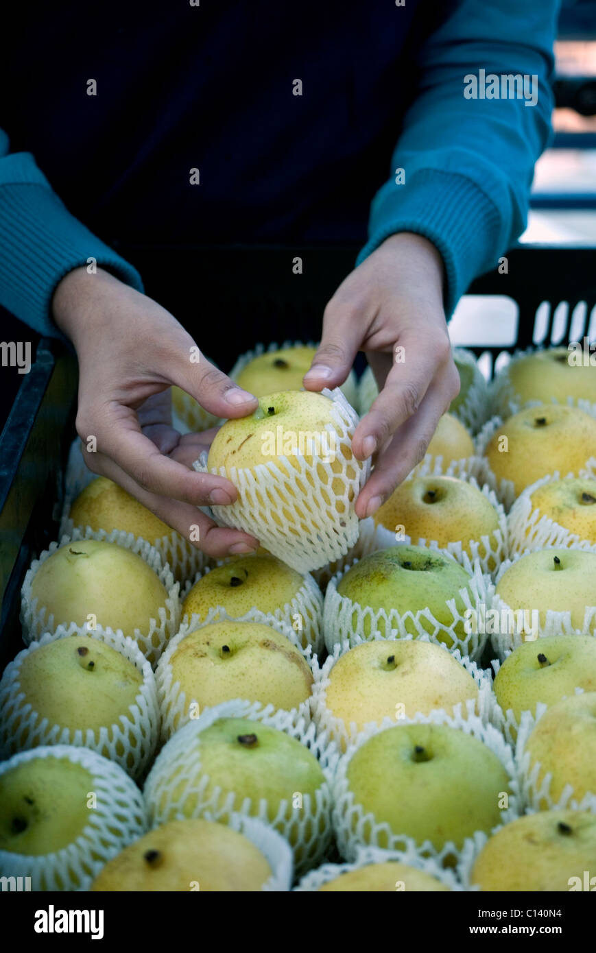 Singolarmente confezionati a mano apple pere destinate alla International sul mercato di esportazione, Rancagua, Cile Foto Stock