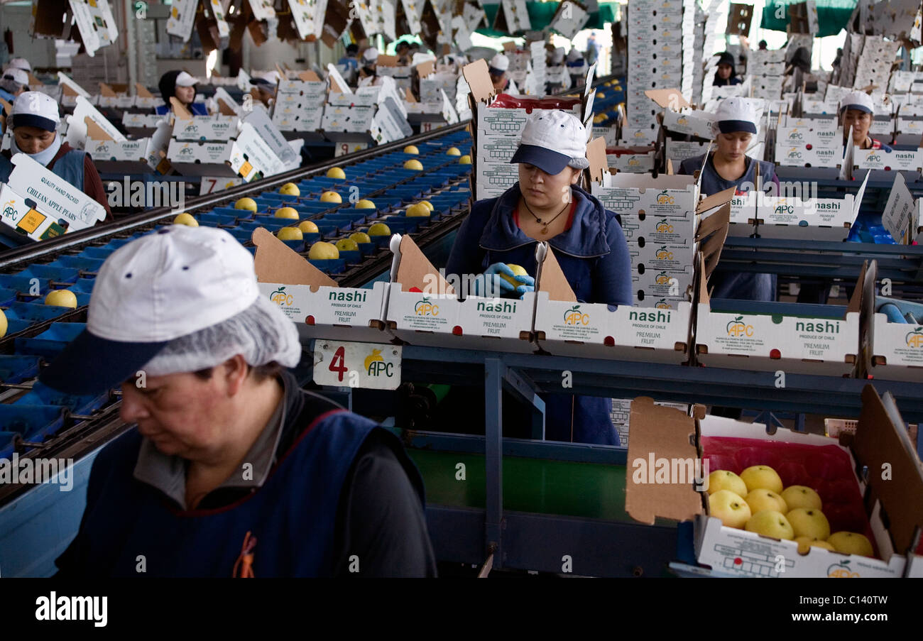 Donne qualità di imballaggio apple pere international per il mercato di esportazione di una fabbrica a Rancagua Cile Foto Stock