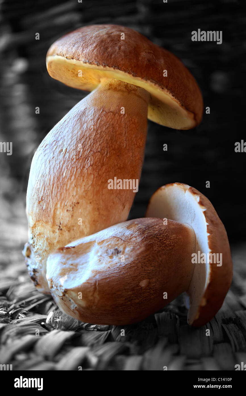 Tutto selvatici freschi di funghi porcini Foto Stock