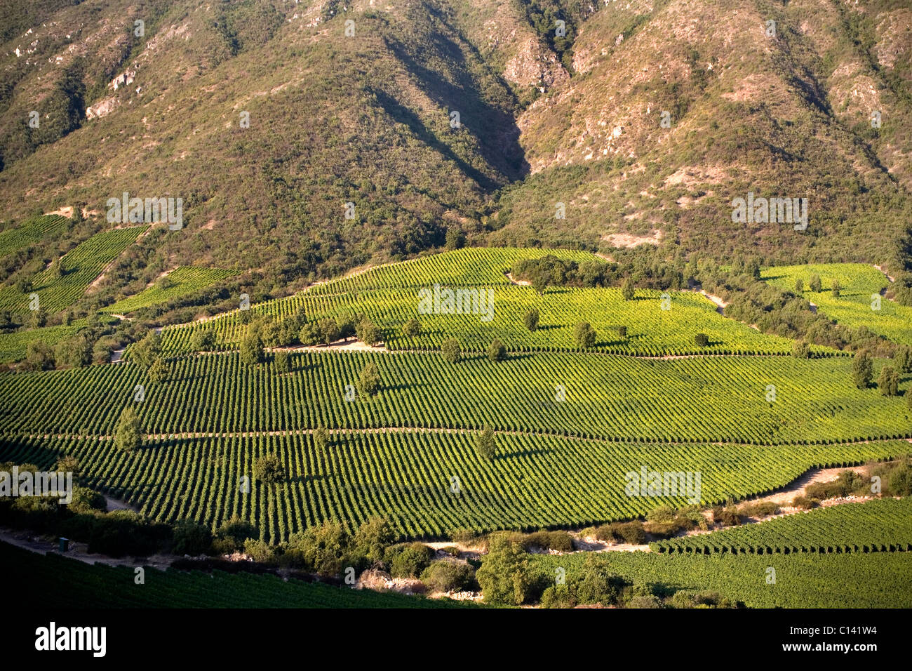Colchagua valley chile immagini e fotografie stock ad alta risoluzione -  Alamy