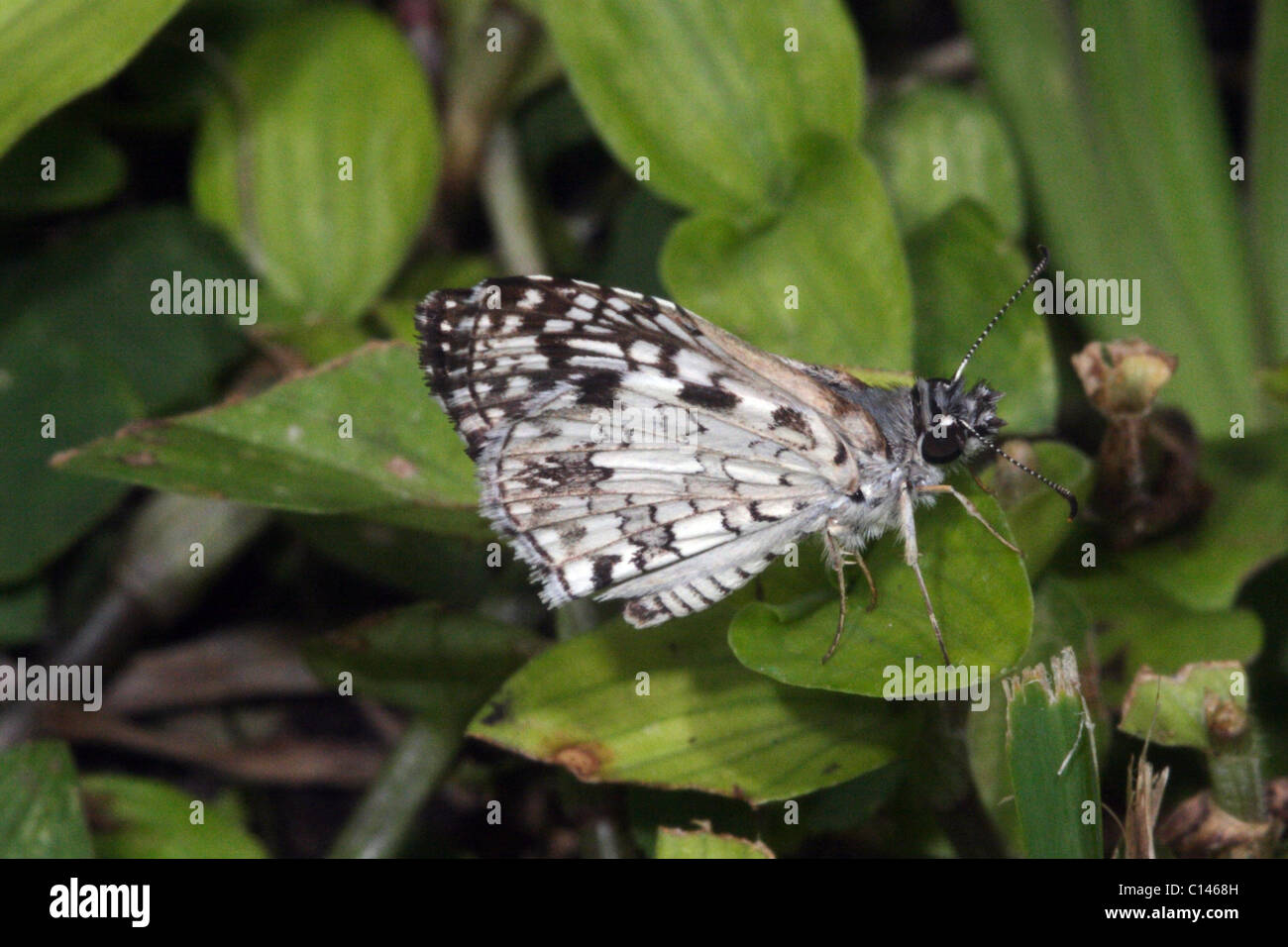 Tropical Checkered-Skipper Butterfly Pyrgus oileus Foto Stock