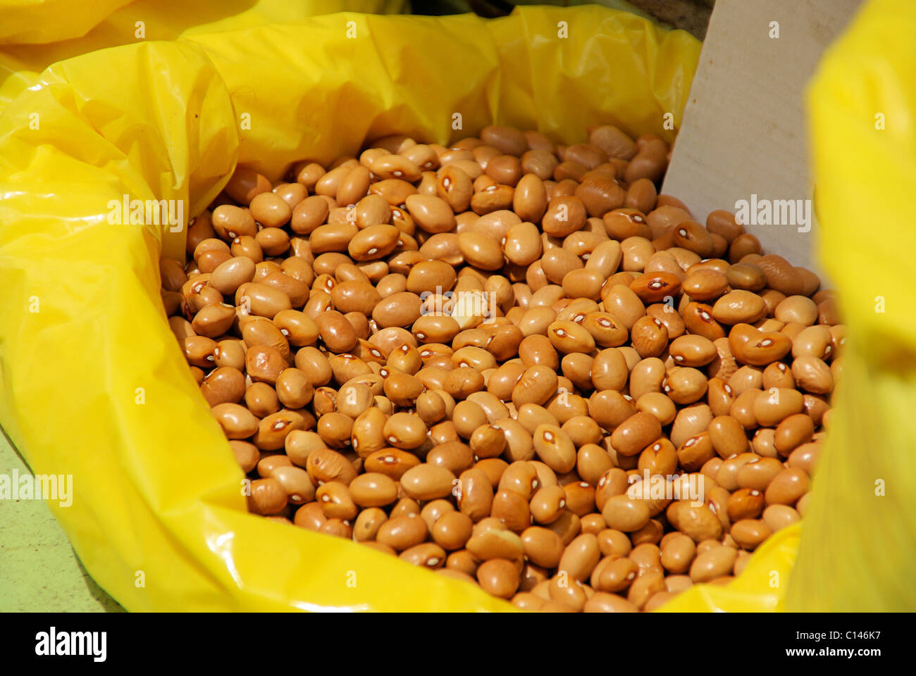 Feuerbohne - runner bean 05 Foto Stock