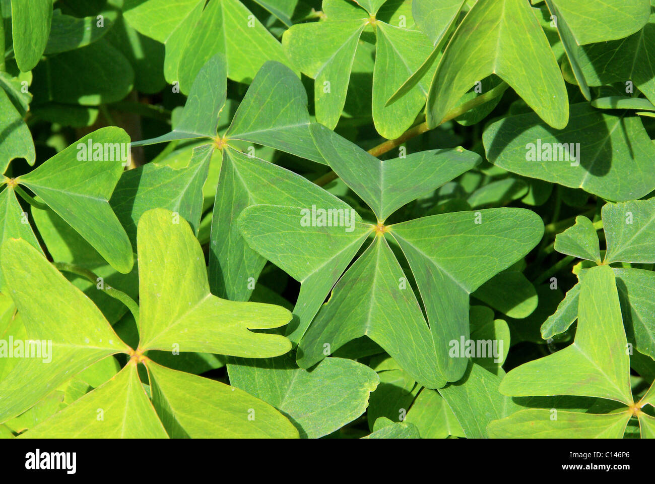 Glücksklee - quattro leafed clover 17 Foto Stock