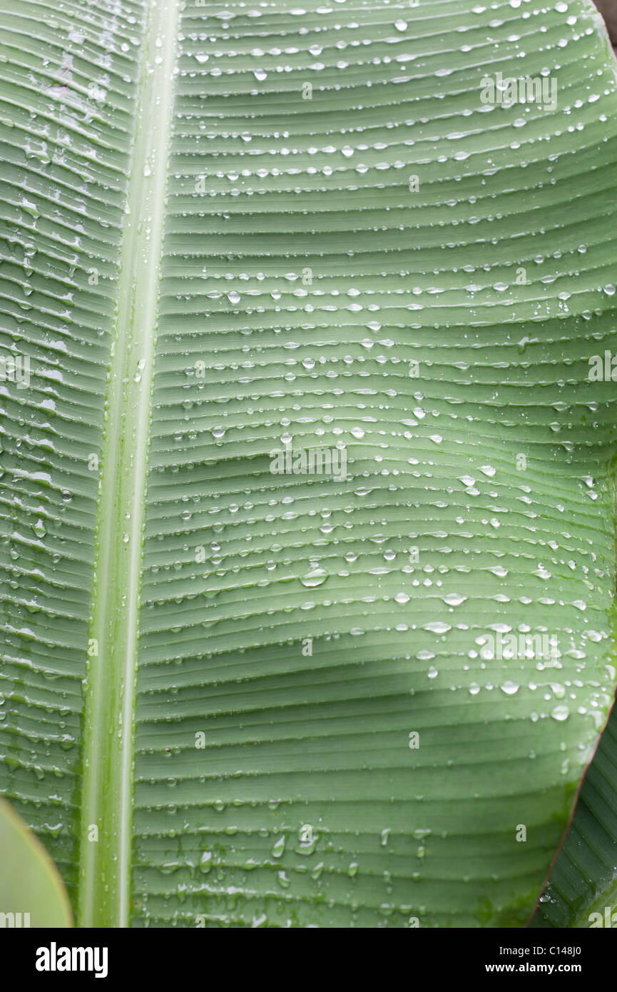 Banana Leaf dopo la pioggia, la foresta pluviale amazzonica in Sud America Foto Stock