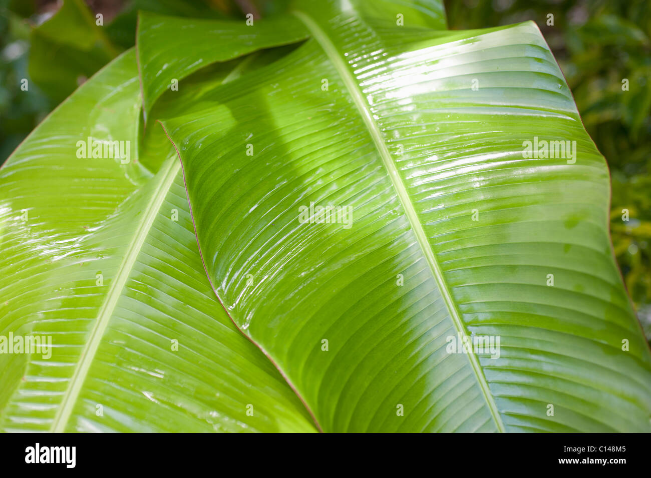 Foglia di banano, la foresta pluviale amazzonica del Brasile, Sud America  Foto stock - Alamy