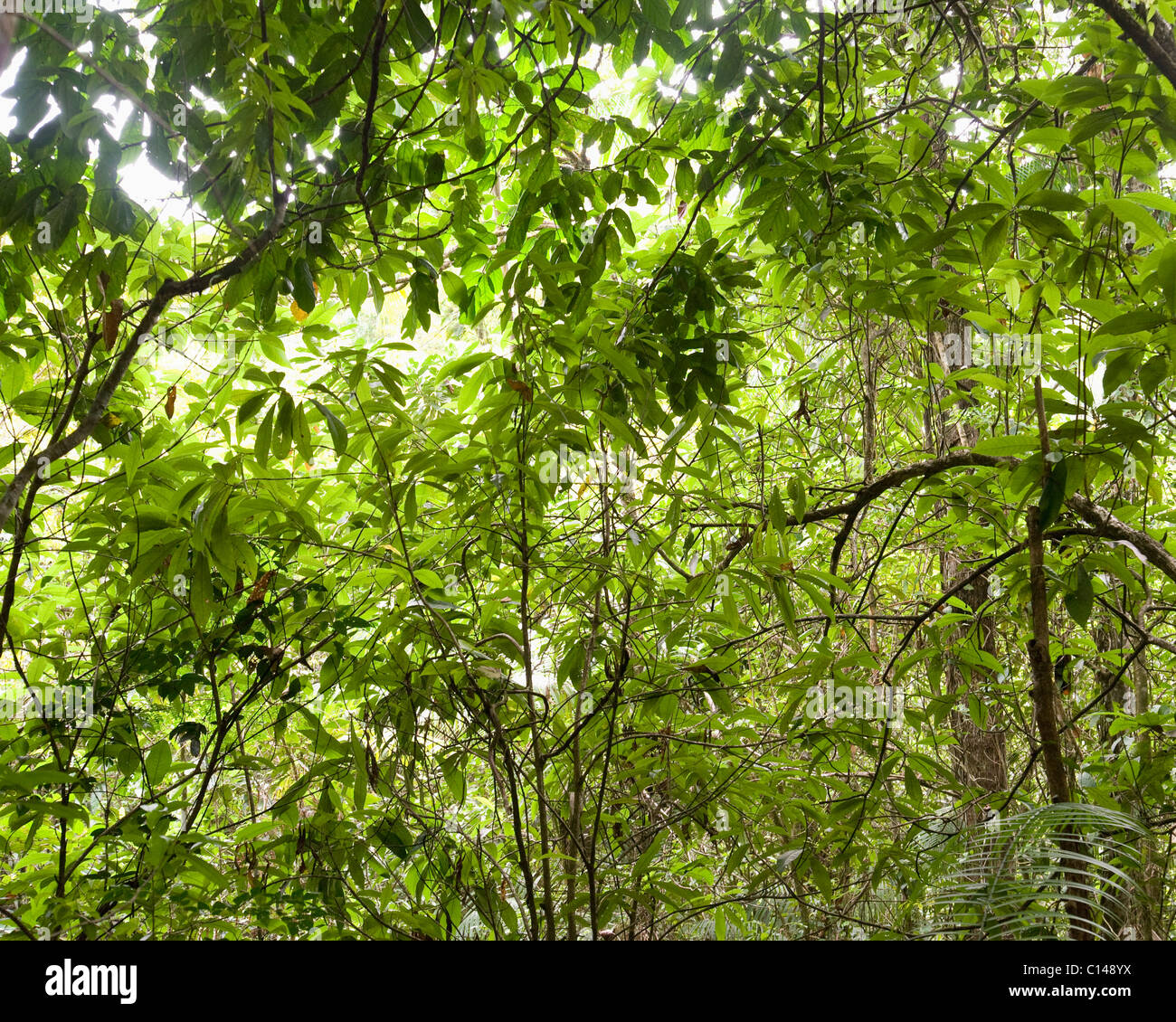 Tenda da doccia con foresta pluviale, foresta tropicale, foresta