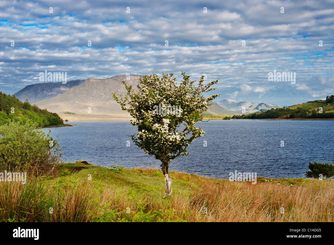 Albero di biancospino in fiore sul nord-riva occidentale del Lough Corrib, vicino Doon rocce, Co Galway, Irlanda Foto Stock