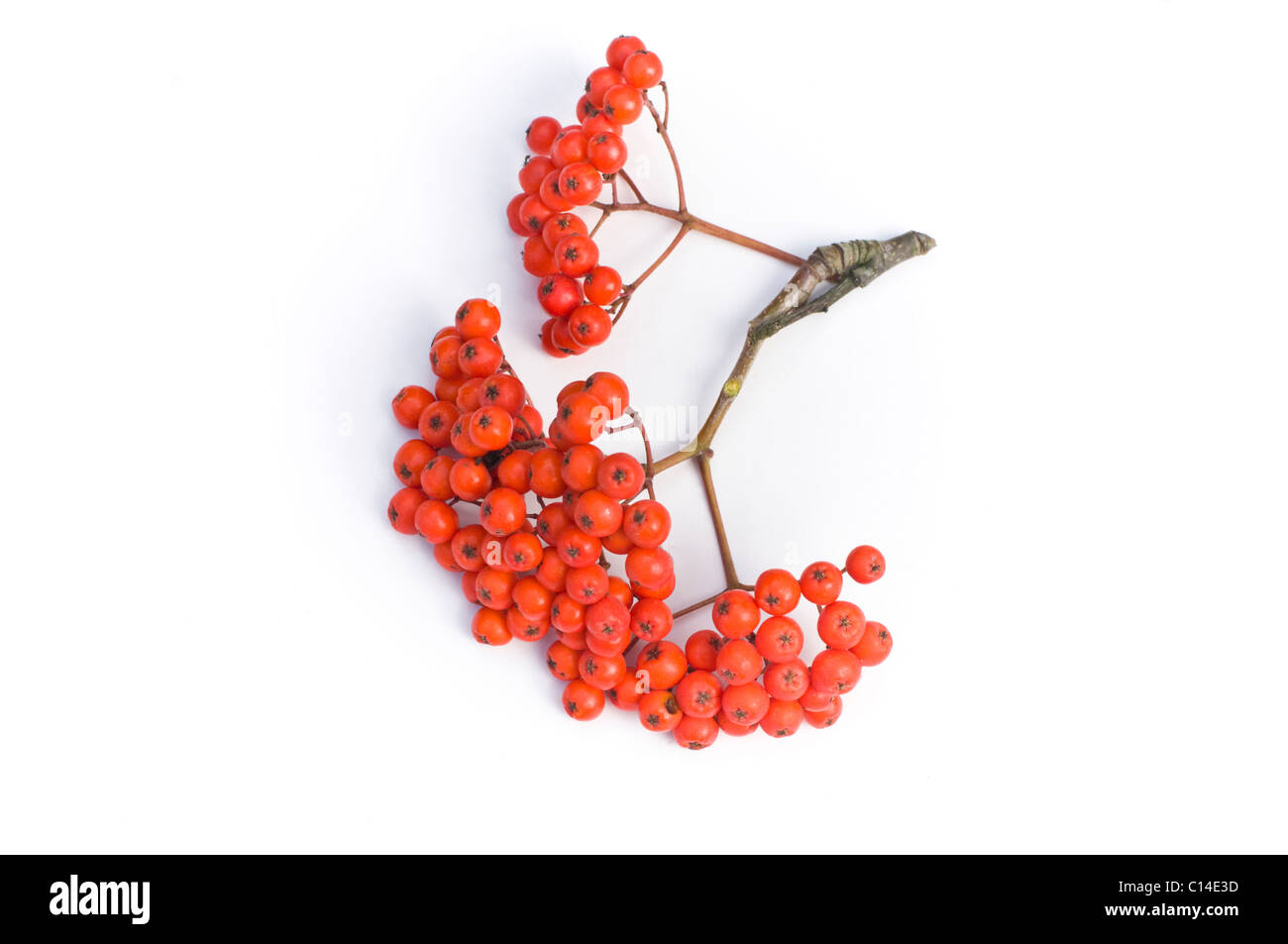 Close up Rowan tree bacche. Foto Stock