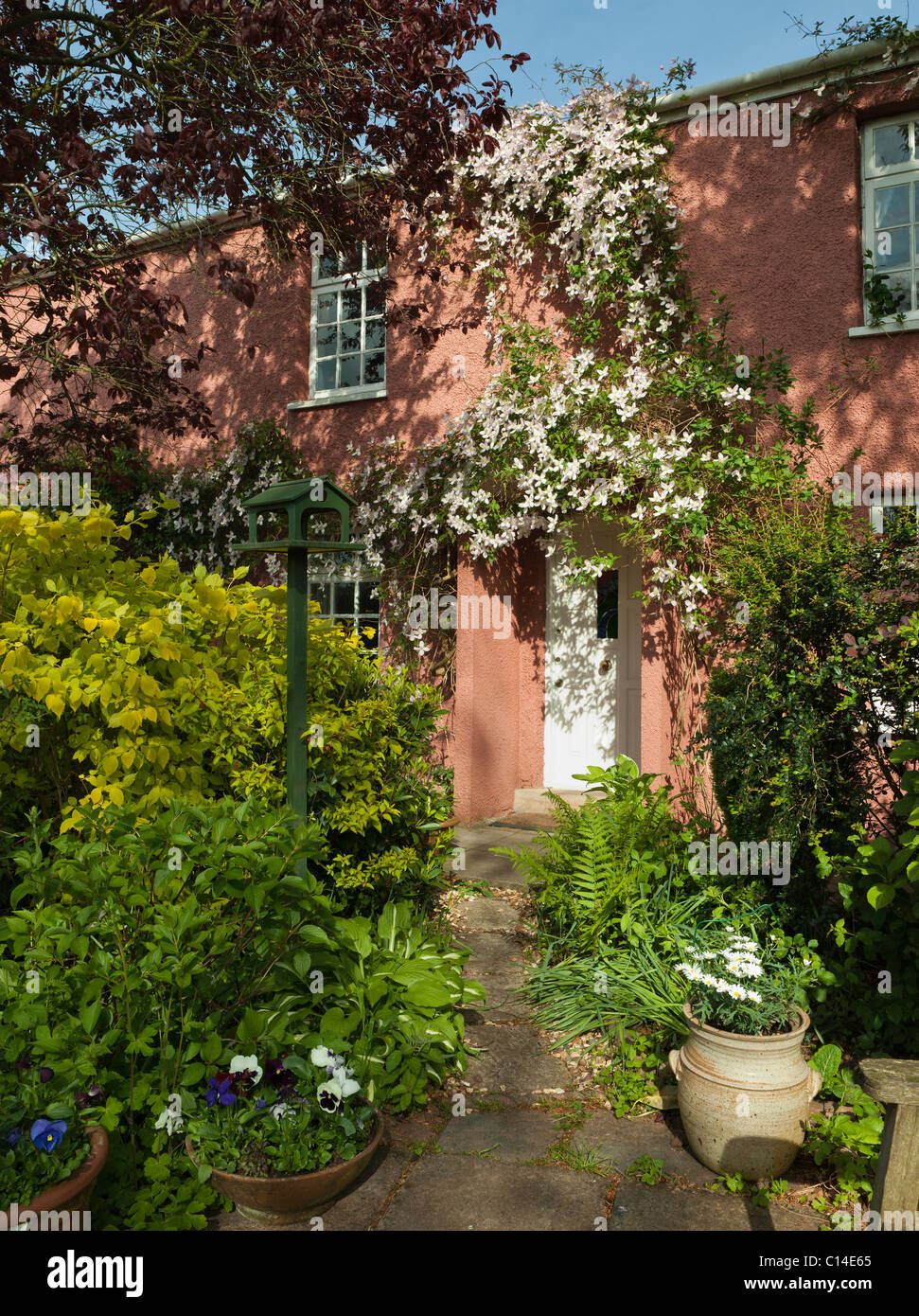 La CLEMATIDE MONTANA RUBENS su cottage estivo porta England Regno Unito Foto Stock