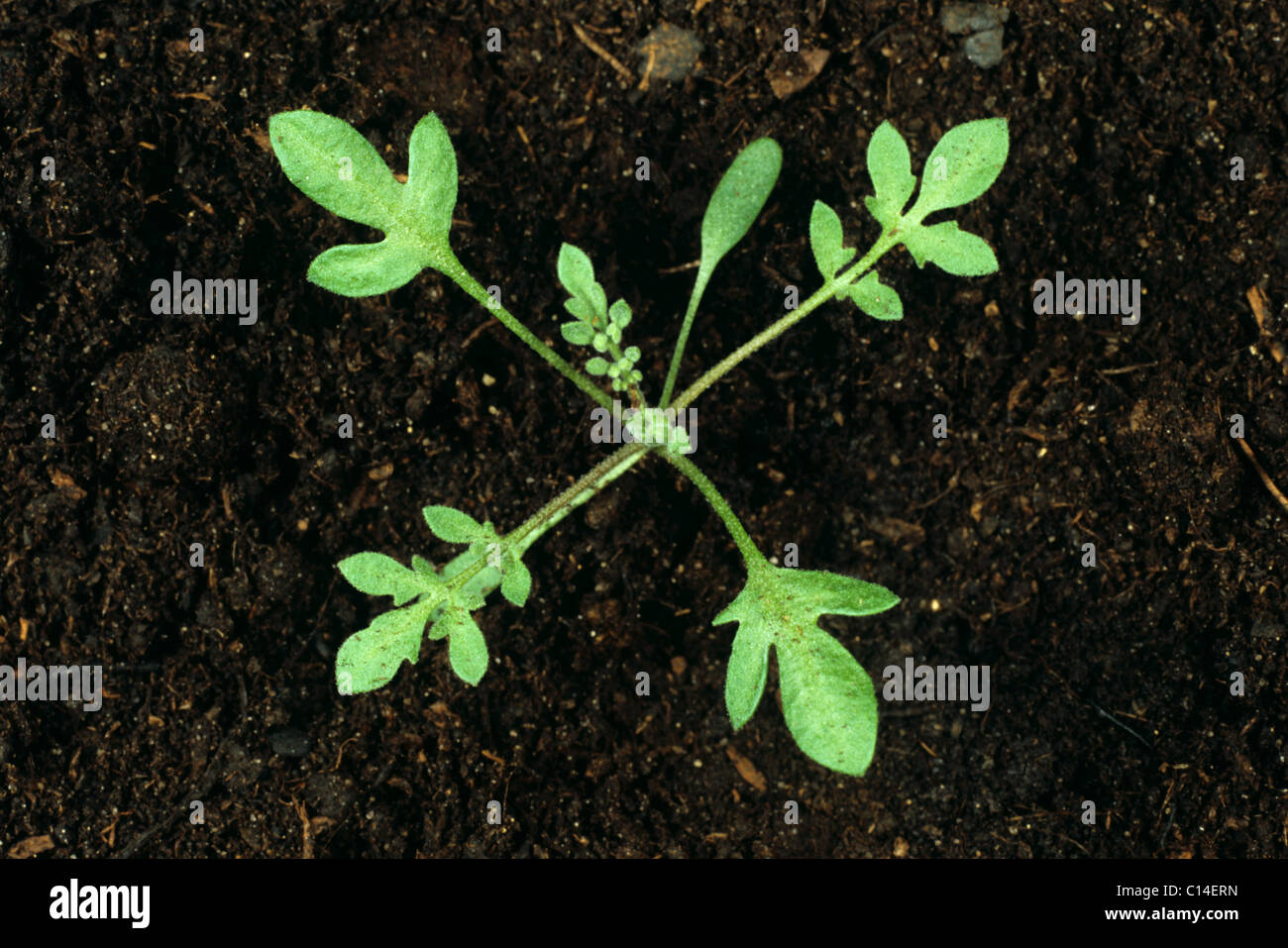 Tansy senape (Descurania pinnata) piantina cotiledone e quattro foglie vere Foto Stock