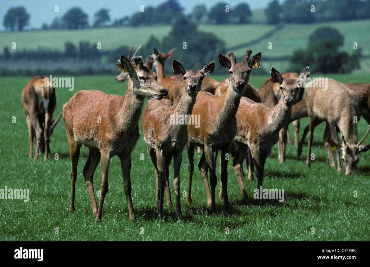Allevamento di giovani cervi sull'erba pastrure, Hereford Foto Stock