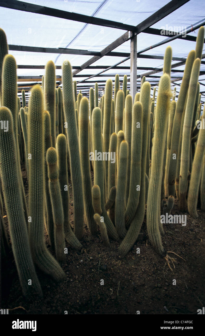 Il fogliame siciliana vivaio con cactus piante che crescono in politene Foto Stock
