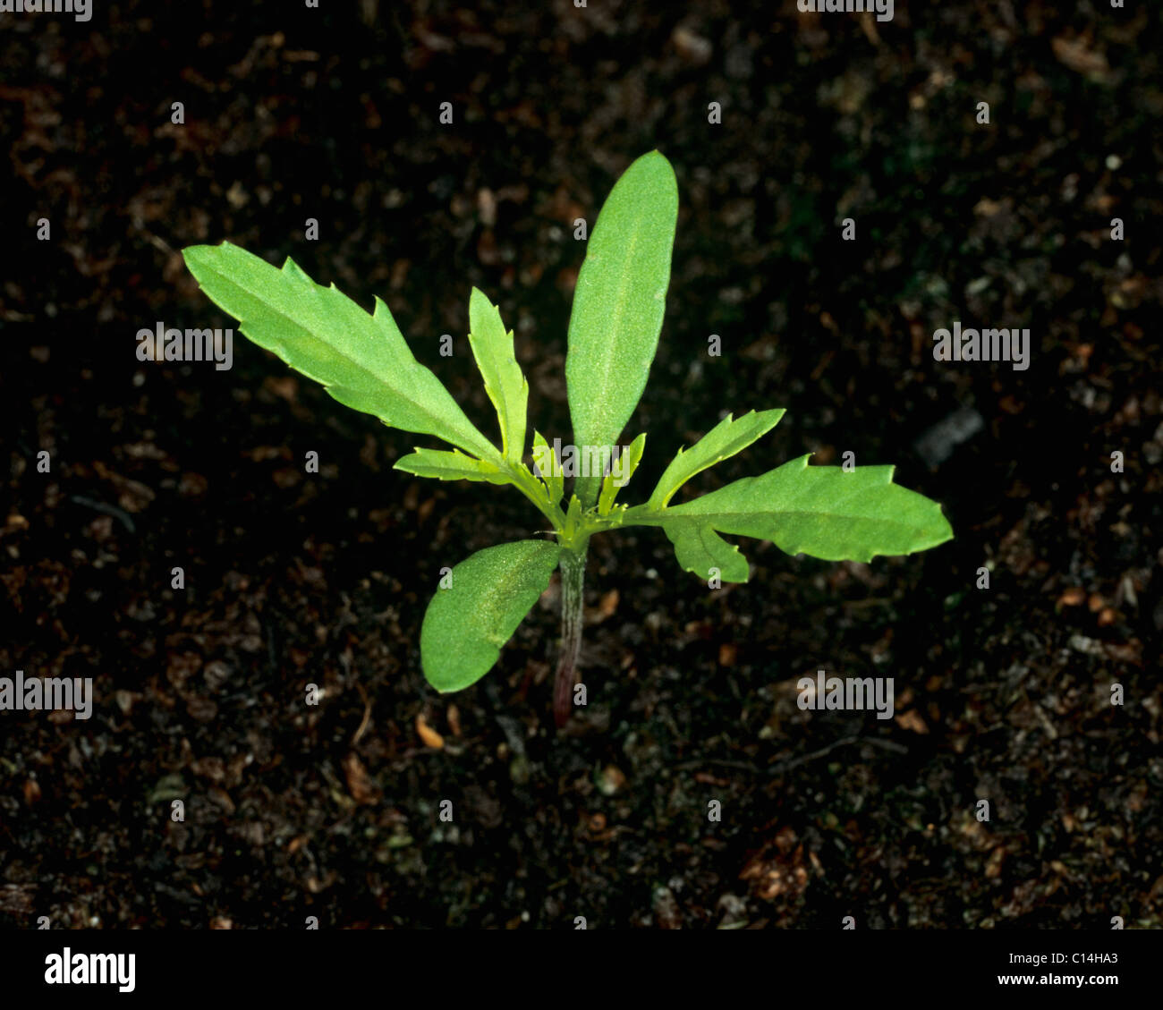 Muster John Henry (Tagetes minuta) piantina una seria di erbaccia di seminativi Foto Stock