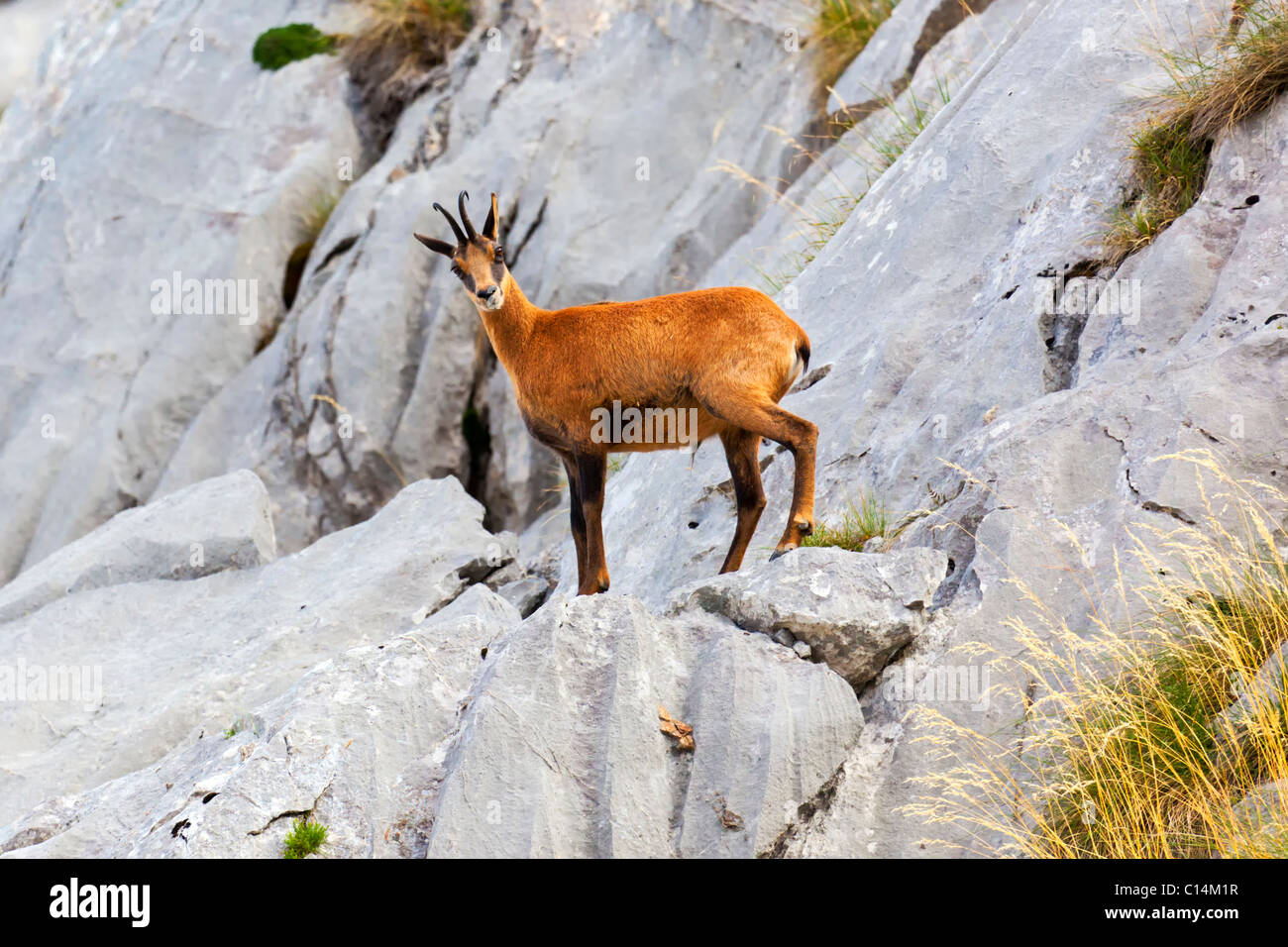 Il camoscio, Picos de Europa - Spagna. Foto Stock