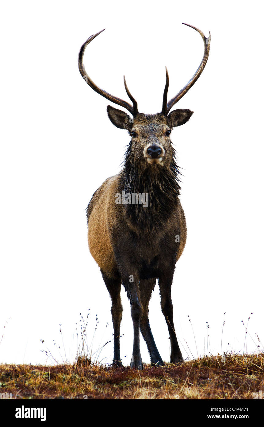 Maschio dei cervi rossi Foto Stock