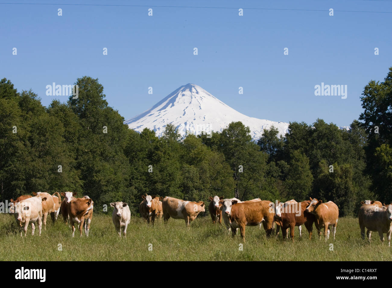 Una mandria di mucche di fronte Volcan Llaima nelle montagne delle Ande del Cile in Sud America Foto Stock