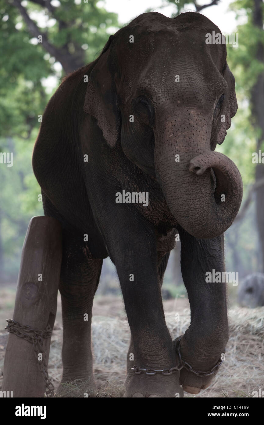 Una catena, elefante femmina all'Elephant Breeding Center in Chitwan, Nepal. Foto Stock
