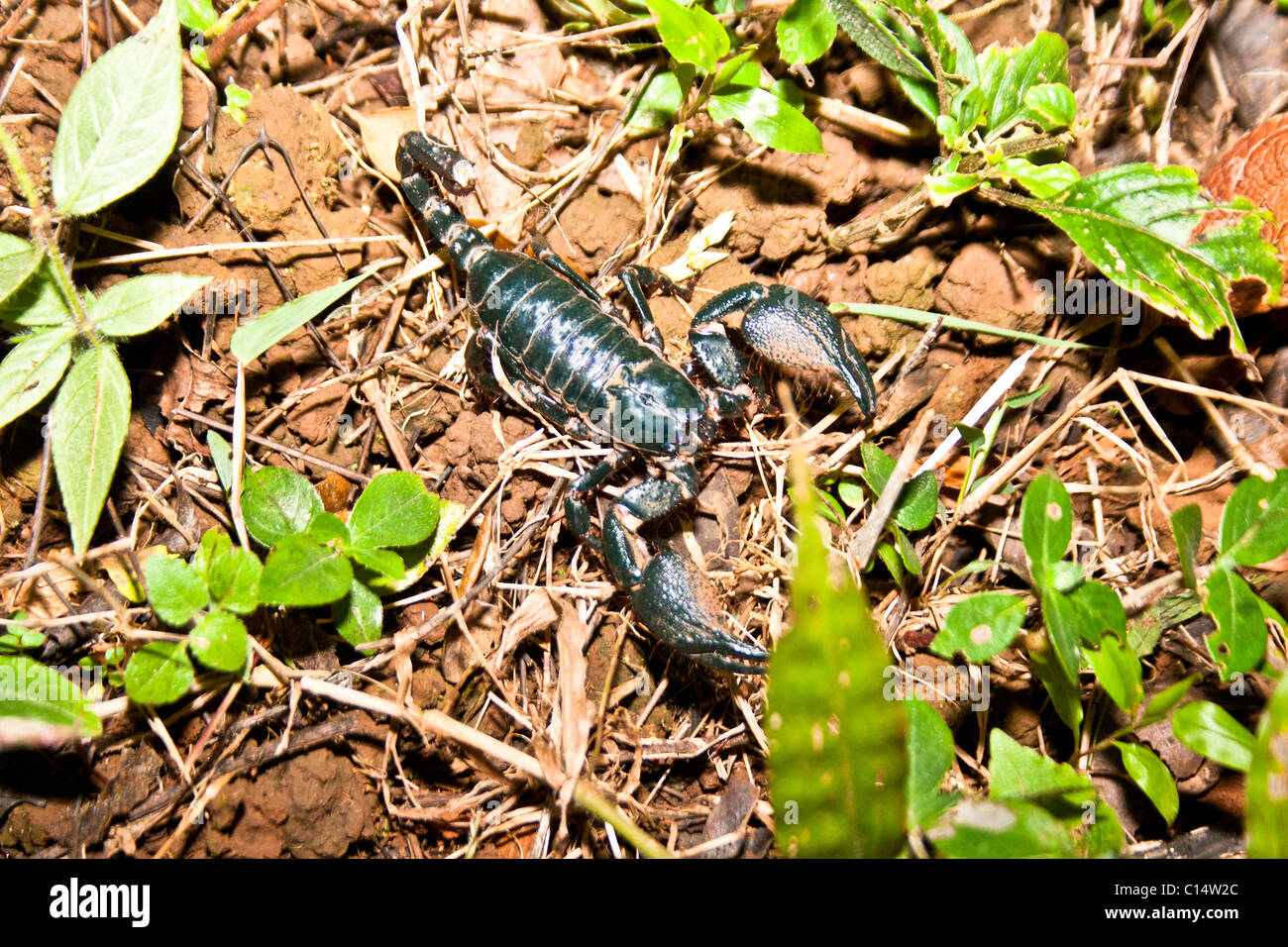 Scorpione in sotto la crescita in India Foto Stock