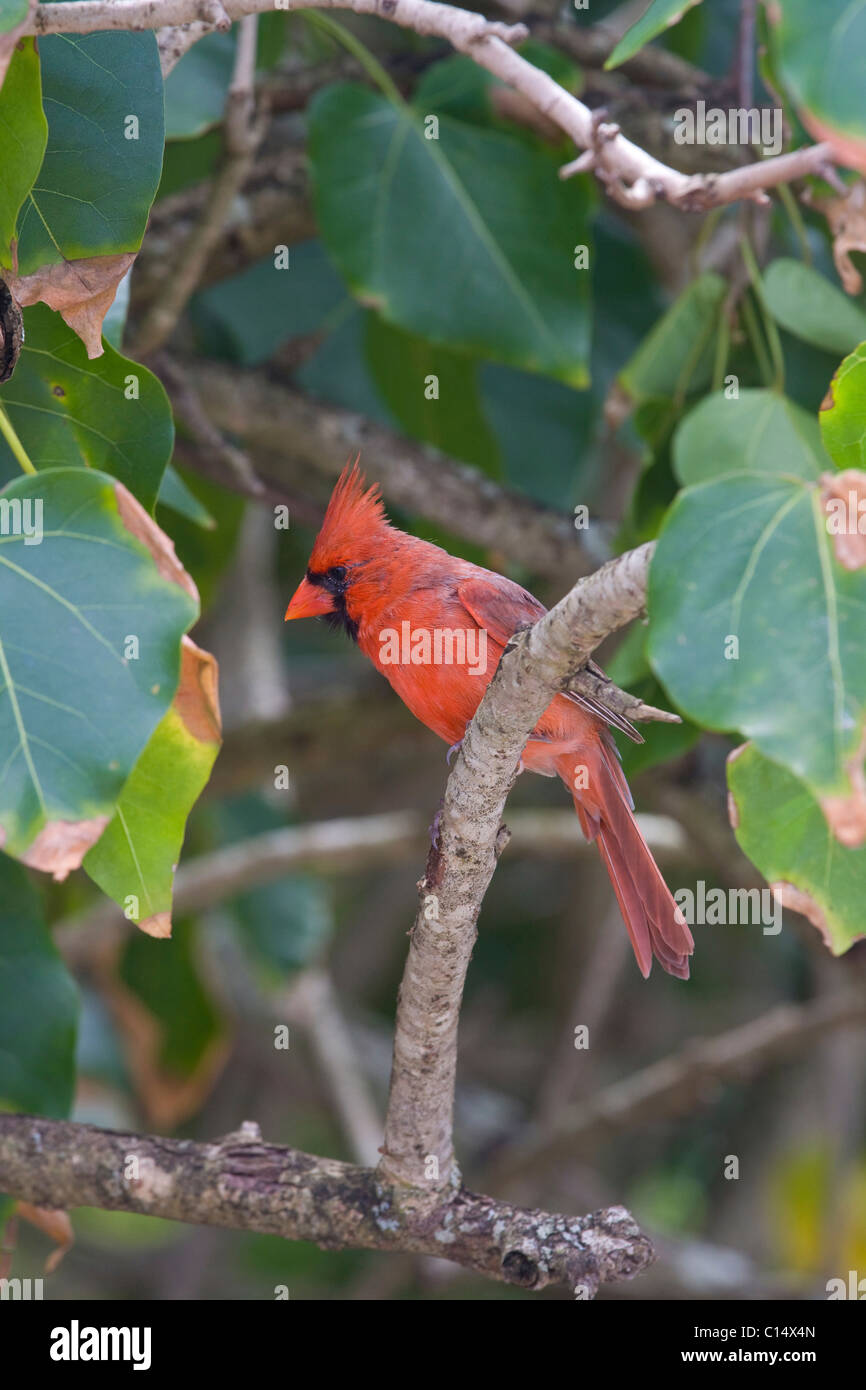 Il Cardinale settentrionale, ormai comuni nelle Hawaii, era un trapianto dal continente americano. Foto Stock