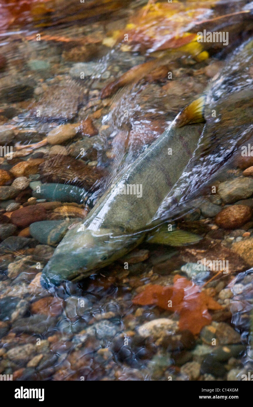 Chum salmone che si riproduce in acque poco profonde, Hyde Creek Area Natura, Port Coquitlam, BC, Canada Foto Stock
