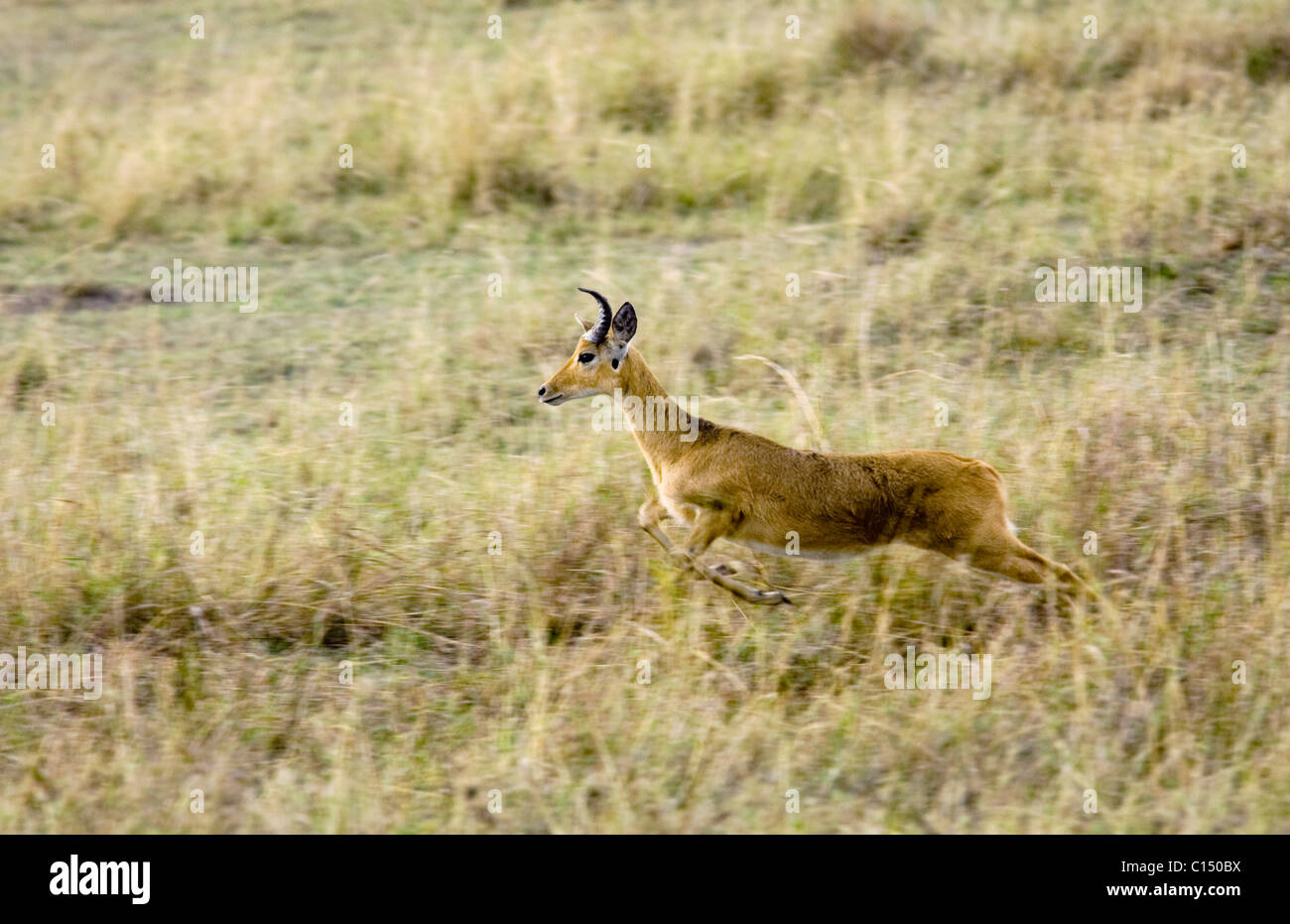Jumping Reedbuck - Masai Mara riserva nazionale, Kenya Foto Stock
