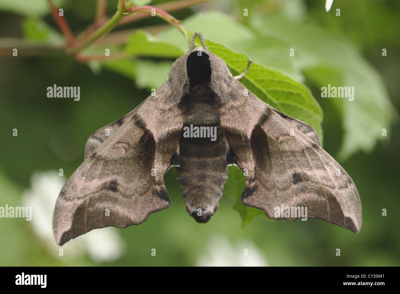 Il PIOPPO Hawk Moth (Laothoe populi) di appoggio, estate, nello Yorkshire, Regno Unito Foto Stock