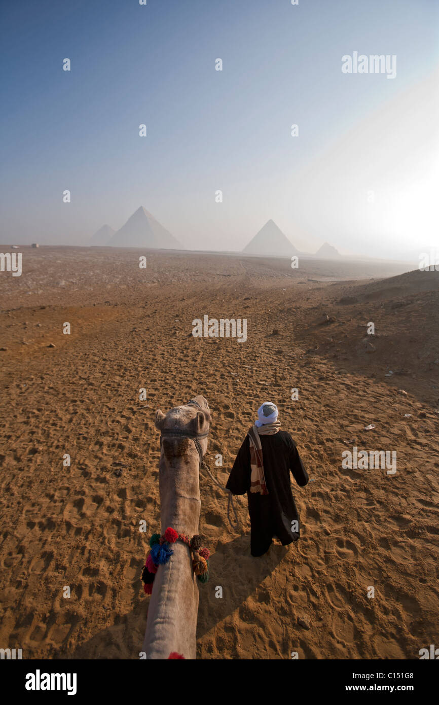 Cammelli ancora fornire turistico con trasporto sull'Altopiano di Giza, mentre la polizia utilizzare animali come una necessità. Foto Stock