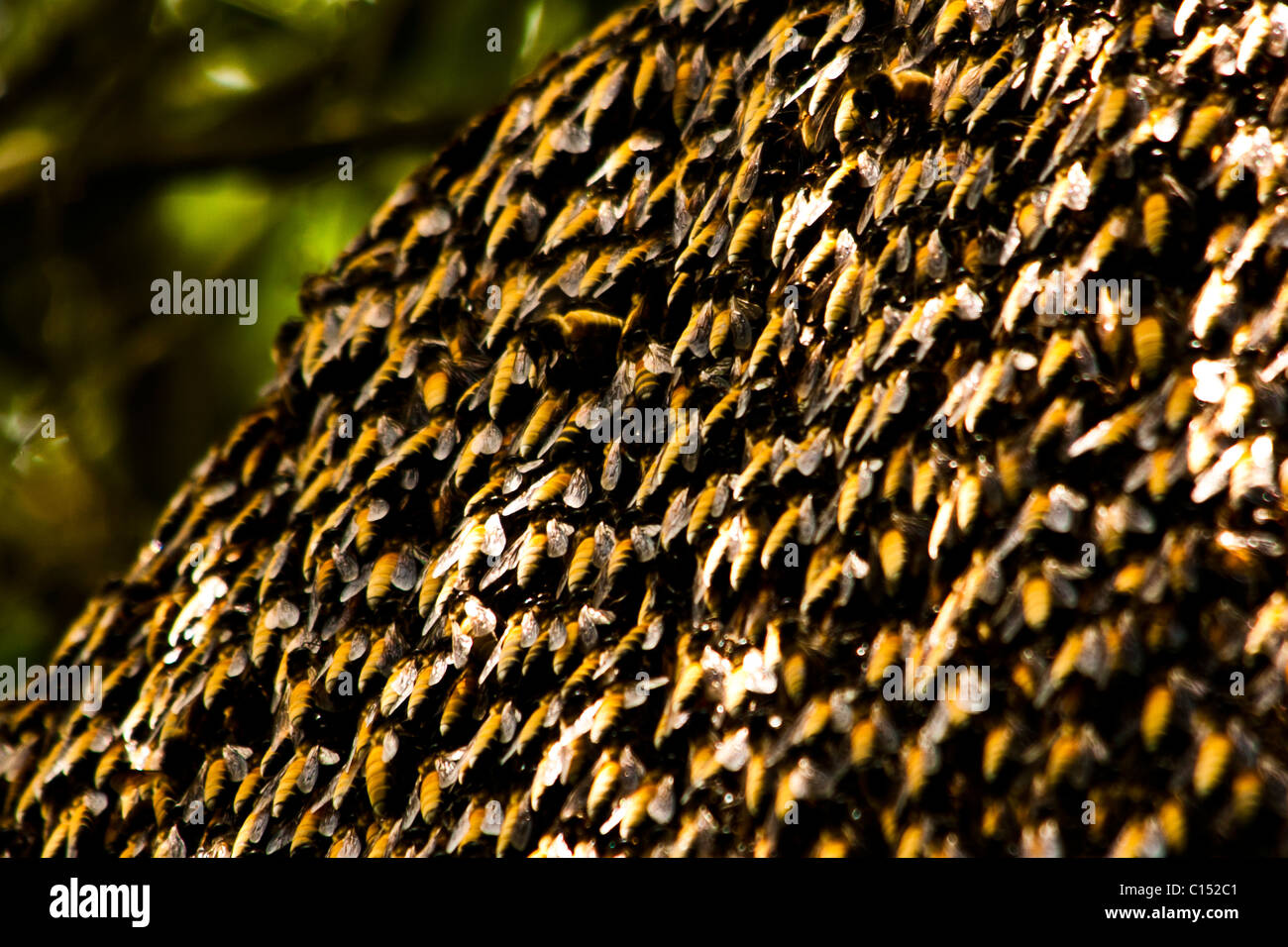 Una porzione di un alveare. Mostra un vasto numero di api riuniranno sull'alveare. Foto Stock