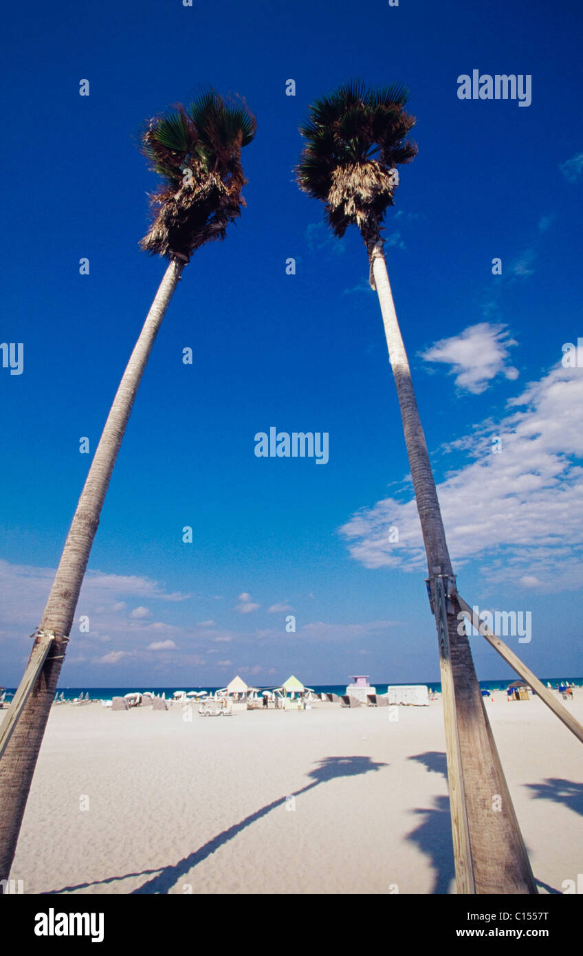 Basso angolo vista di palme sulla spiaggia Foto Stock